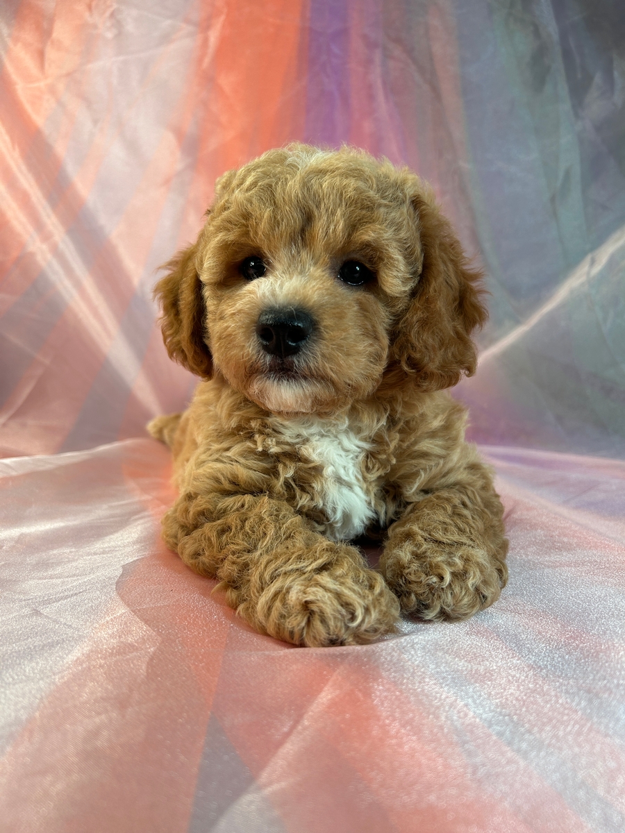 Female Bichon Poodle Puppy for Sale in Iowa! $1200 